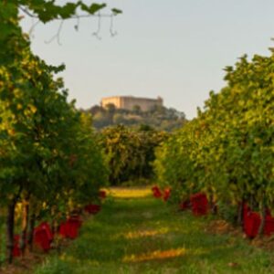 Coupon Festa Novello 2025